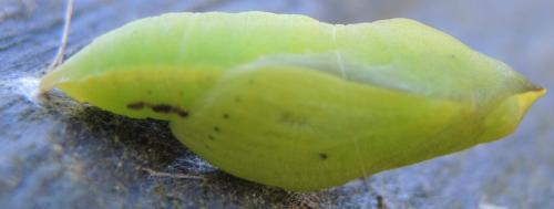 Colias sp.
